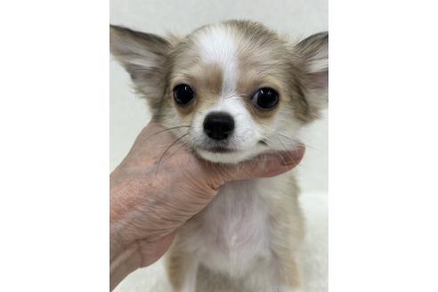 販売中の東京都のチワワ(ロングコート)-383934の3枚目