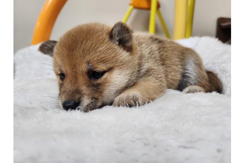 販売中の熊本県の豆柴-390578の2枚目