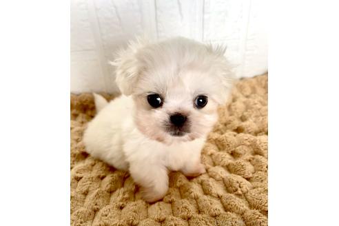 販売中の北海道のミックス犬-391966の16枚目