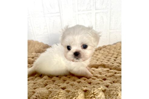 販売中の北海道のミックス犬-391966の14枚目