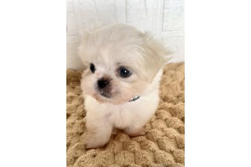販売中の北海道のミックス犬-391966の11枚目