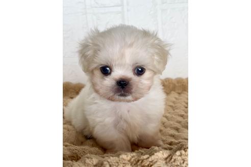 販売中の北海道のミックス犬-391966の9枚目