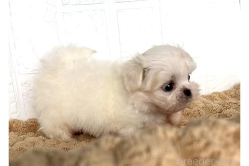 販売中の北海道のミックス犬-391966の8枚目