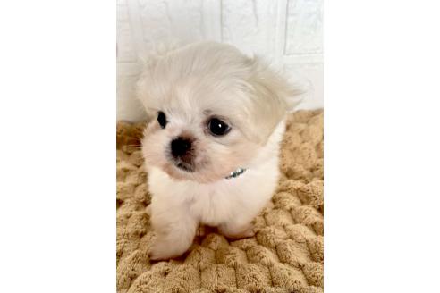 販売中の北海道のミックス犬-391966の7枚目