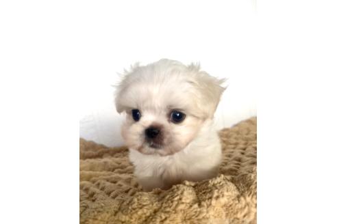 販売中の北海道のミックス犬-391966の6枚目