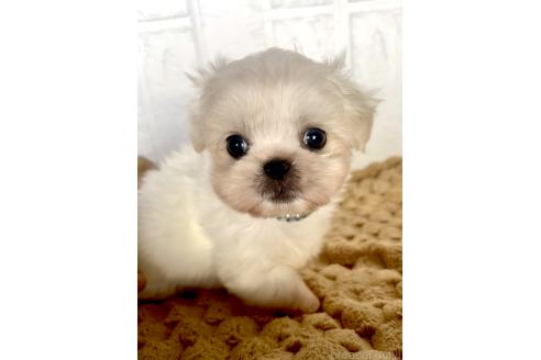 販売中の北海道のミックス犬-391966の5枚目