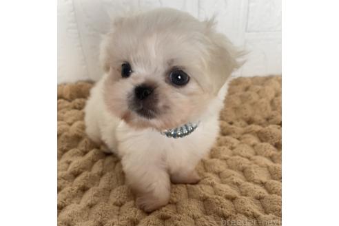 販売中の北海道のミックス犬-391966の4枚目
