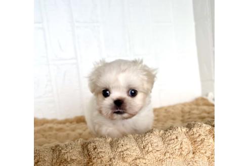 販売中の北海道のミックス犬-391966の3枚目