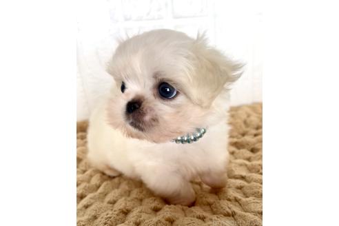 販売中の北海道のミックス犬-391966の2枚目