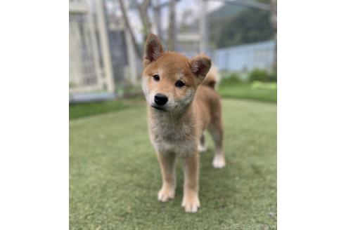 販売中の長野県の柴犬-391970の5枚目