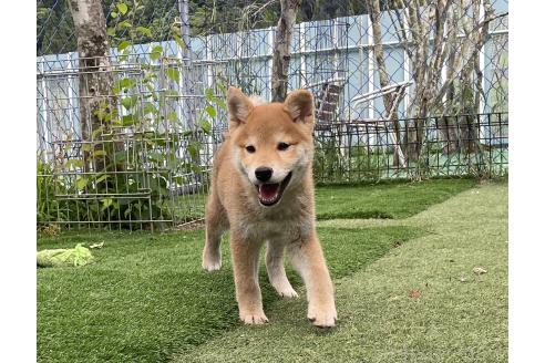 販売中の長野県の柴犬-391970の4枚目