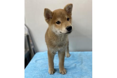 販売中の長野県の柴犬-391970の3枚目