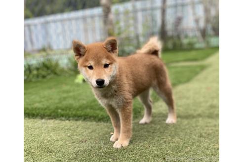 販売中の長野県の柴犬-391970の2枚目