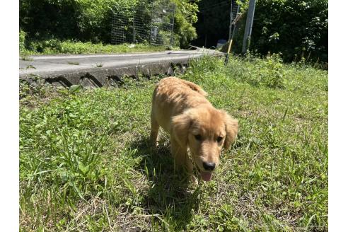 販売中の三重県のゴールデンレトリーバー-381143の2枚目