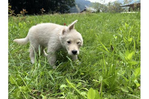 成約済の三重県のゴールデンレトリーバー-379630の4枚目
