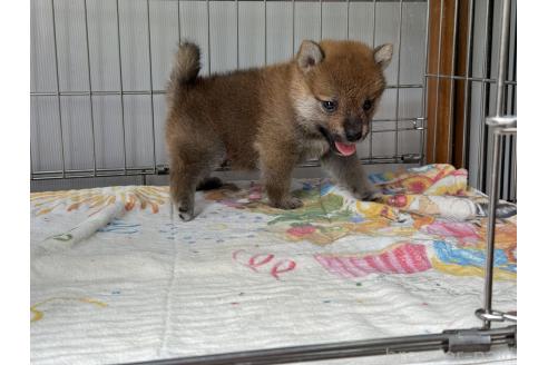 販売中の岡山県の柴犬-392115の5枚目