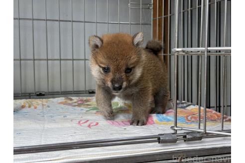 販売中の岡山県の柴犬-392115の4枚目