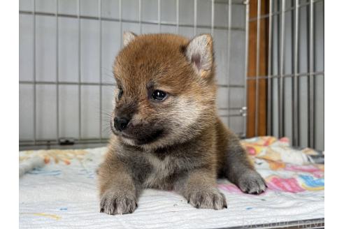 販売中の岡山県の柴犬-392115の3枚目