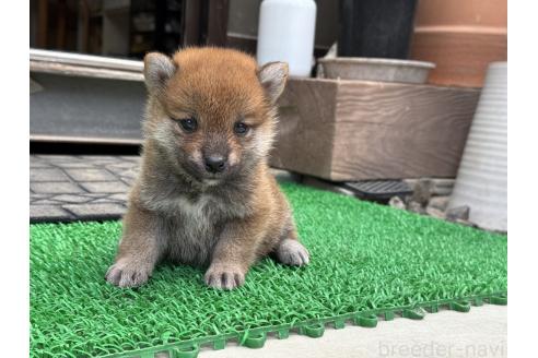 販売中の岡山県の柴犬-392115の2枚目