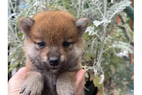 販売中の岡山県の柴犬-392115