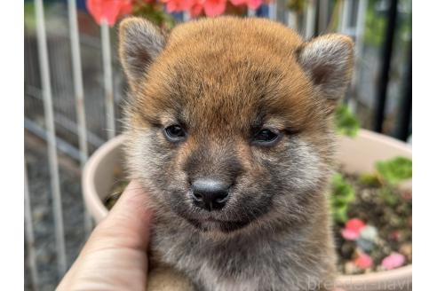 販売中の岡山県の柴犬-392117の5枚目