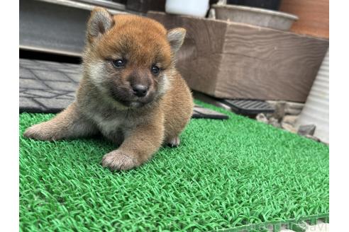 販売中の岡山県の柴犬-392117の4枚目