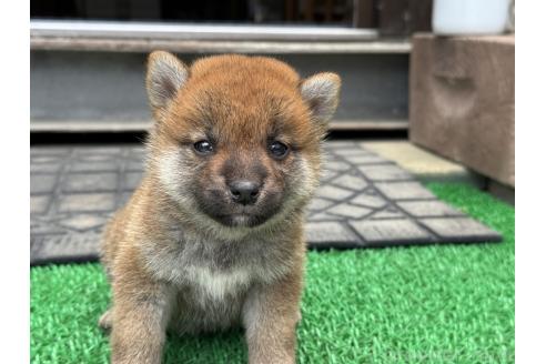 販売中の岡山県の柴犬-392117の3枚目