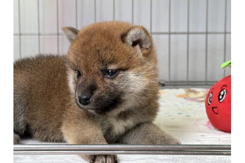 販売中の岡山県の柴犬-392117の2枚目
