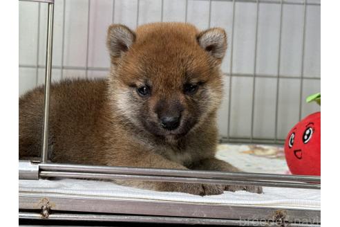 販売中の岡山県の柴犬-392117