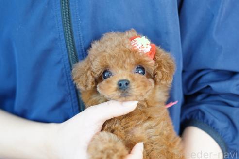 販売中の埼玉県のトイプードル-392137の4枚目
