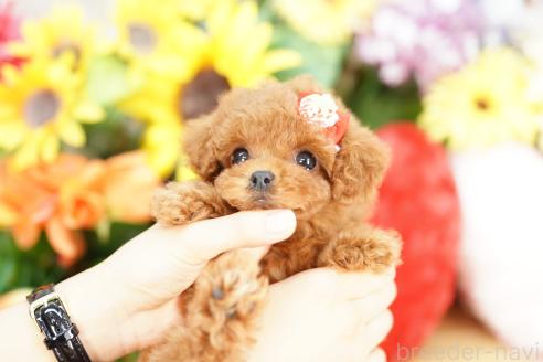 販売中の埼玉県のトイプードル-392137の2枚目
