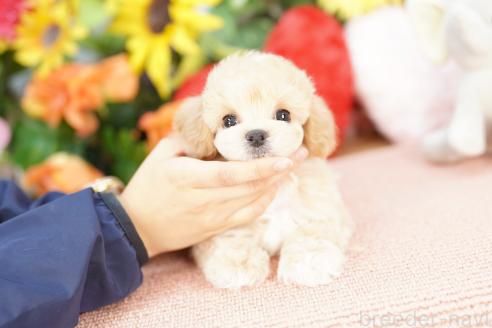 販売中の埼玉県のマルプー:マルチーズ×トイプードル-392138