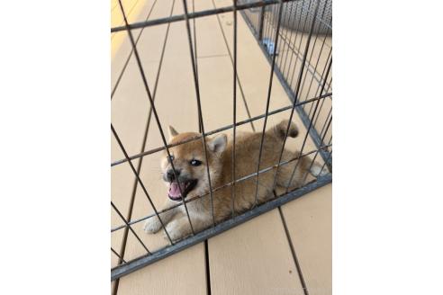 成約済の茨城県の柴犬-392142の8枚目