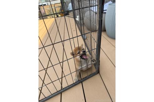 成約済の茨城県の柴犬-392142の7枚目