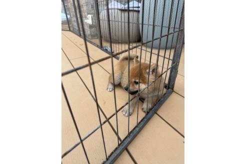 成約済の茨城県の柴犬-392142の6枚目
