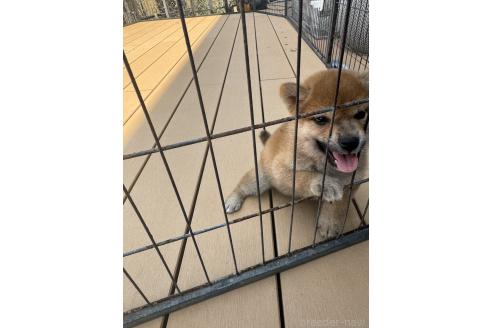 成約済の茨城県の柴犬-392142の5枚目