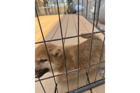 成約済の茨城県の柴犬-392142の4枚目