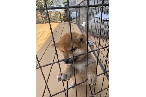 成約済の茨城県の柴犬-392142の3枚目