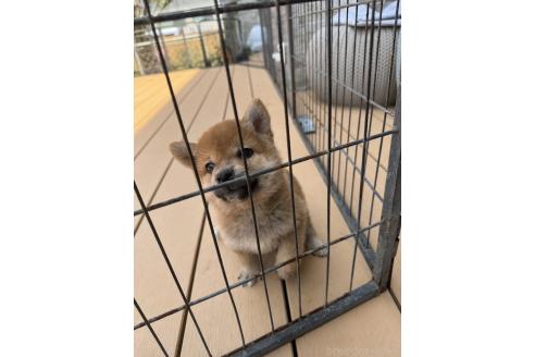 成約済の茨城県の柴犬-392142の1枚目