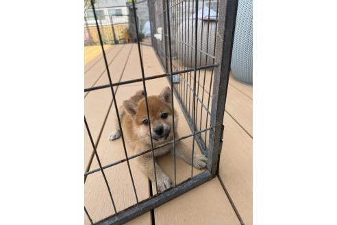 成約済の茨城県の柴犬-392142の2枚目