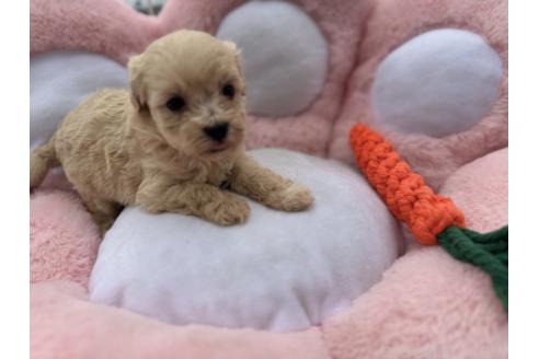 販売中の岐阜県のマルプー:マルチーズ×トイプードル-392146の3枚目