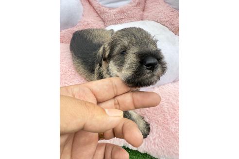 販売中の岐阜県のミニチュアシュナウザー-392156の3枚目