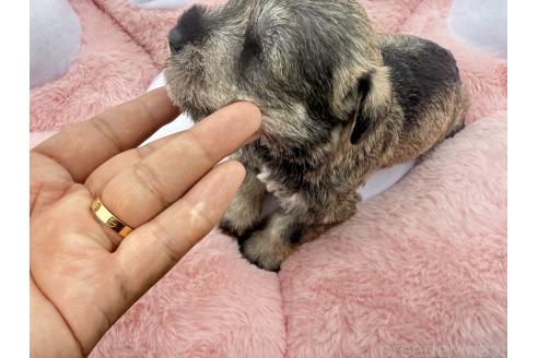 販売中の岐阜県のミニチュアシュナウザー-392157の3枚目