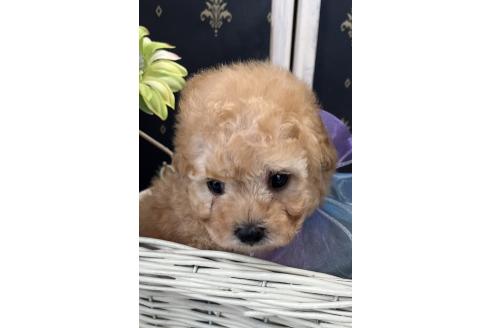 商談中の宮崎県のタイニープードル-391628の2枚目