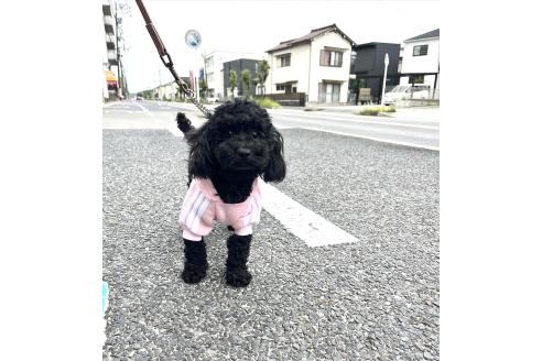 ガガちゃん1枚目