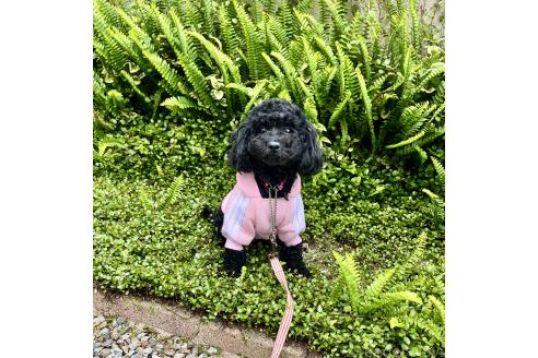 ガガちゃん1枚目