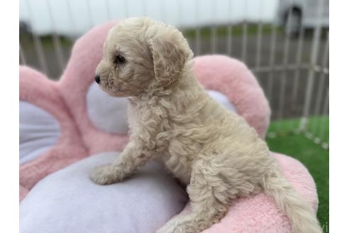 販売中の岐阜県のビションプー:ビションフリーゼ×トイプードル-392162の3枚目