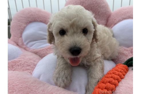 販売中の岐阜県のビションプー:ビションフリーゼ×トイプードル-392162の2枚目