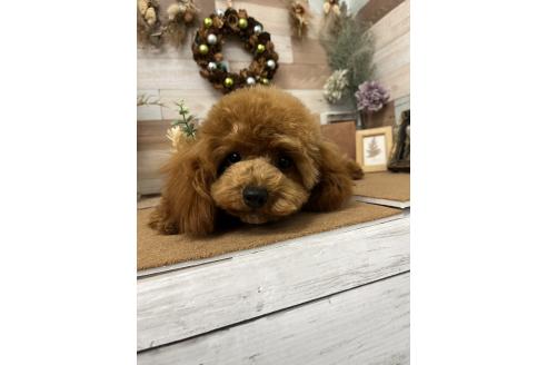 ブランドンくん1枚目