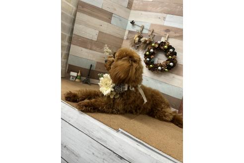 ブランドンくん1枚目